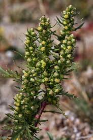 Artemisia biennis Calflora