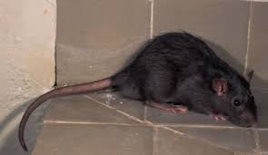 Image result for fotos de ratas