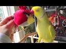 montefiori collection 2 parrots singing and talking parrots videos