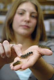 Nichole Broderick, a graduate student in entomology and microbiology, holds several female gypsy moth caterpillars that are part of her research on Bacillus ... - Broderick_gypsy_moth06sm