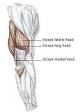 Triceps lateral head Sydney
