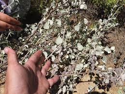 Helichrysum petiolare Calflora