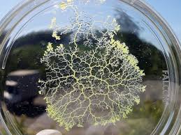 How the Brainless Slime Mold Stores Memories | Smart News ...