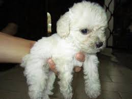 Poodle Puppies For Sale - 2 Years 4 Months, Tiny Toy Poodle White And Creamy from Petaling ... - 27193-109961-x