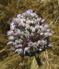 Allium polyanthum (Many-flowered garlic) : MaltaWildPlants.com ...