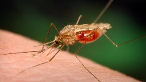 Unexpected Malaria Diagnosis: Maryland Resident Contracts Disease without Recent Travels, Health Department Reports - 1