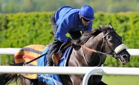 Image result for Cavalryman horse