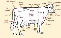Image result for Parts of cow