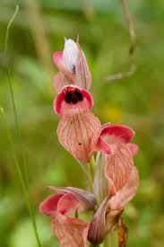 Vergeten tongorchis, Serapias neglecta. France | Orchids, Flowers ...