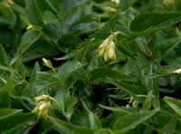 Alpines - Herbaceous Alpines - Paederota lutea