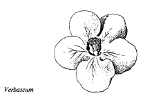 Gen. Verbascum - florae.it