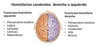 Resultado de imagen para hemisferios cerebrales