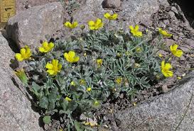 Southwest Colorado Wildflowers, Potentilla concinna and nivea