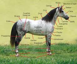 Resultado de imagen de partes del caballo