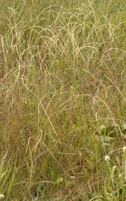 Image result for Microchloa