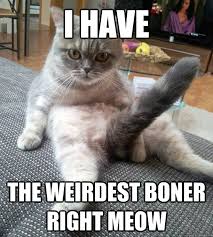 i have the weirdest boner right meow - boner cat - quickmeme via Relatably.com