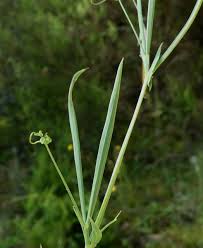 Lathyrus angulatus L., Slender wild-pea (World flora) - Pl@ntNet ...