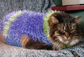 Image result for cats in sweaters