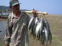 Image result for pasar ikan mempawh