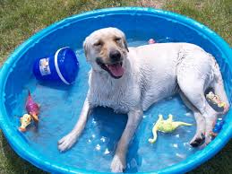 Image result for dog days of summer