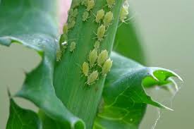 Image result for aphid