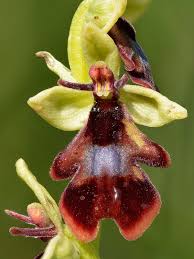 Ophrys insectifera - Wikipedia