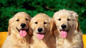 Image result for dogs