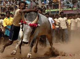Image result for jallikattu