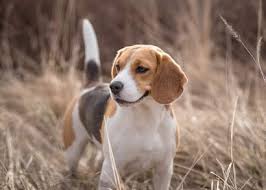 Résultat de recherche d'images pour "un beagle"
