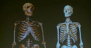 DNA Research Shows Modern Humans Benefit From Neanderthal ...