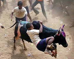 Image result for pongal festival images