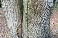 Factsheet - Acacia melanoxylon (Australian Blackwood)