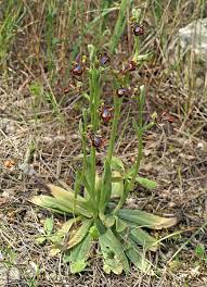 Ophrys speculum - Wikipedia