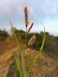 File:Carex flacca (subsp. flacca) sl7.jpg - Wikimedia Commons