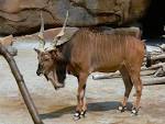giant eland