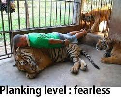 Planking level, fearless funny tiger tumblr meme fearless humor ... via Relatably.com