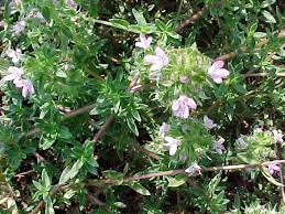 Thymus herba-barona - Wikipedia