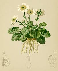 Ranunculus bilobus - Wikimedia Commons