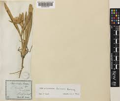 Convolvulus lineatus L. | Plants of the World Online | Kew Science