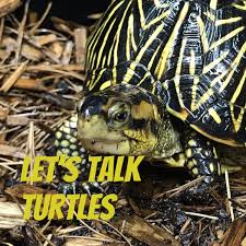 Let's Talk Turtles