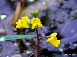 Utricularia vulgaris - Michigan Flora