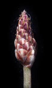 Eleocharis caduca (Delile) Schult. | Plants of the World Online | Kew ...