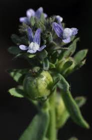 Linaria micrantha (Cav.) Hoffmanns. & Link | Flora of Greece – An ...