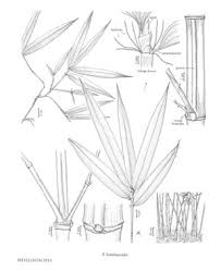 Phyllostachys bambusoides - FNA