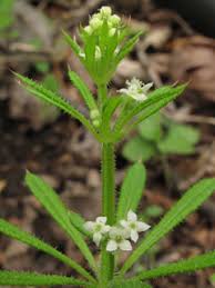 Galium aparine (Stickywilly) | Native Plants of North America