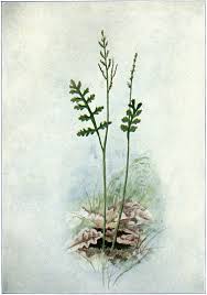 Botrychium matricariifolium - Wikipedia, la enciclopedia libre