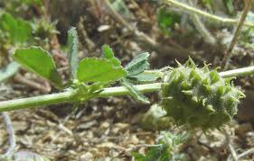 Medicago rigidula (L.) All. | Flora of Israel Online