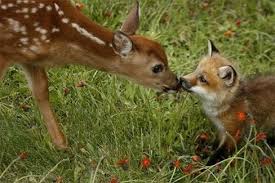 Image result for fawns picture