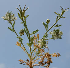 Nigella arvensis L. | Flora of Israel Online