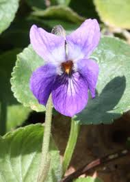 Viola odorata - Michigan Flora